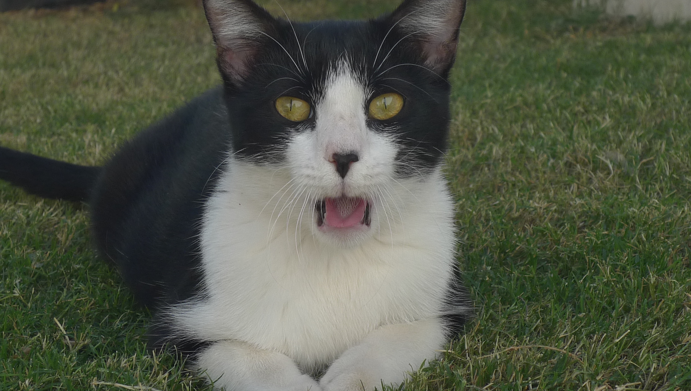 Alejandro